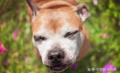 狗的寿命一般多长,探究影响狗狗健康长寿的关键因素