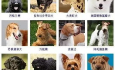 狗的种类图片,探索世界各地的狗狗品种
